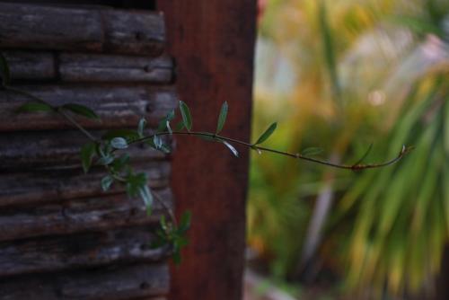 a branch with leaves on the side of a building at REFUGIO LA ROCA in Los Santos