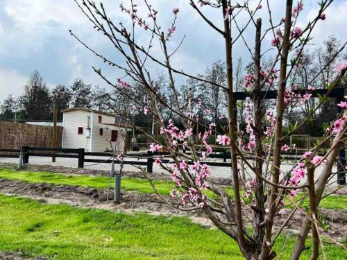 a tree with pink flowers in front of a fence at Tiny house en Chicureo in San Luis