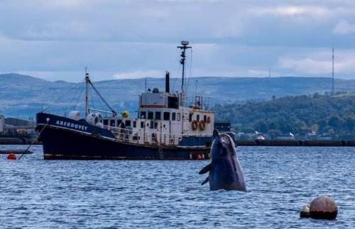 a dolphin in the water next to a boat at Grouse Lodge in Dunoon