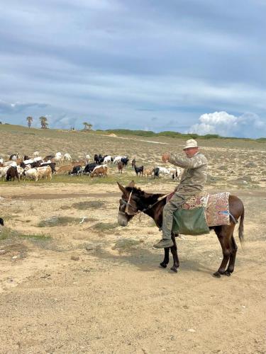 a man riding a horse in front of a herd of cattle at The Bungalow Kyrenia North Cyprus in Ayios Ioannis