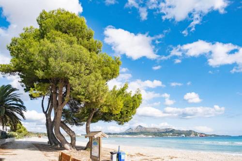 a beach with two trees and the ocean at Eix Platja Daurada Hotel & SPA in Can Picafort