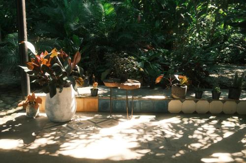 a group of potted plants in a garden at Salvia Madre Hotel Boutique in Guachaca