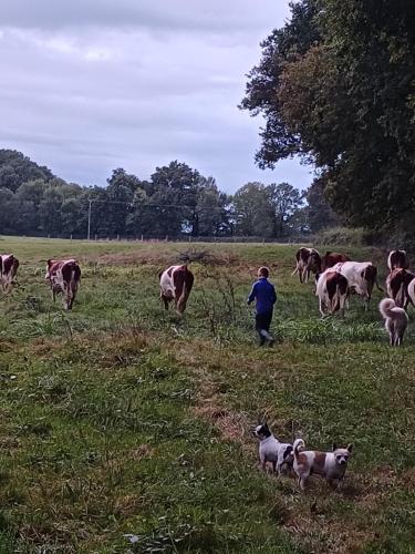 a man and a dog in a field with cows at grande maison à la ferme in Neuville-lès-Decize