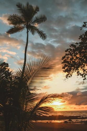 a palm tree on the beach at sunset at Rustic Cabin in Pavones surf brake in Pavones