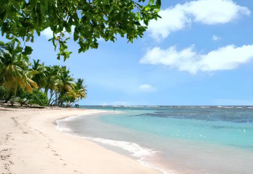 a beach with palm trees and the ocean at Bungalow charmant à Bouillante avec terrasse privée in Mathurin Noël
