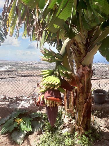 a bunch of bananas hanging from a banana tree at House with view and jacuzzi in Adeje in Adeje