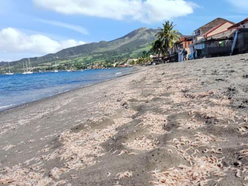 a sandy beach with palm trees and the water at Appartement cosy au Carbet avec balcon et vue sur mer - 70 m² in Le Carbet