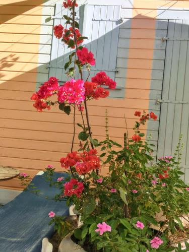 a bouquet of red flowers in a pot at Appartement cosy au Carbet avec balcon et vue sur mer - 70 m² in Le Carbet