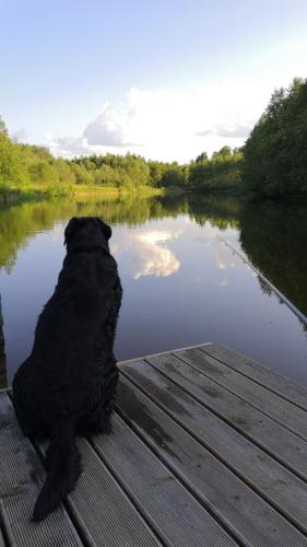 a black dog sitting on a dock looking at a lake at Saliņas in Krāslava