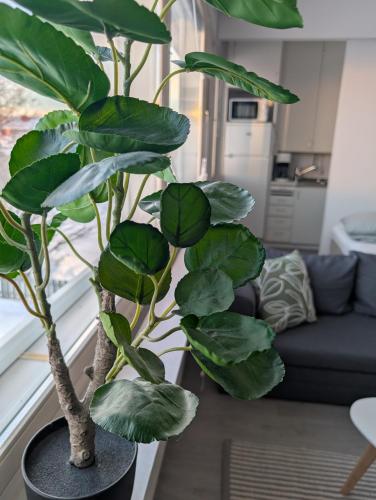 a large green plant in a black pot in a living room at Cozy apartment in Kemi City in Kemi