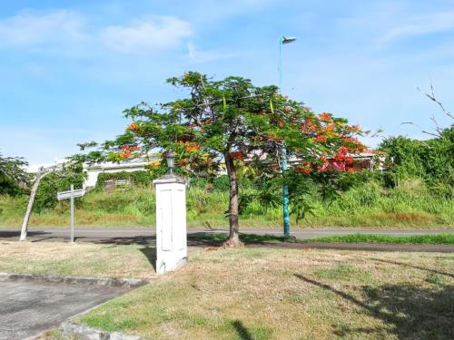 a tree with red flowers on the side of a road at Appartement confortable à Sainte-Anne, piscine partagée in Sainte-Anne
