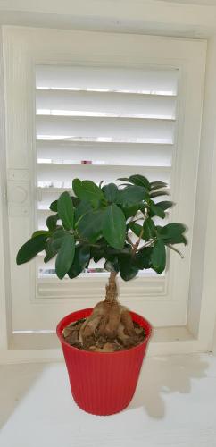 a plant in a red pot in front of a window at Charming apartment in Polignano a Mare with terrace. in Polignano a Mare