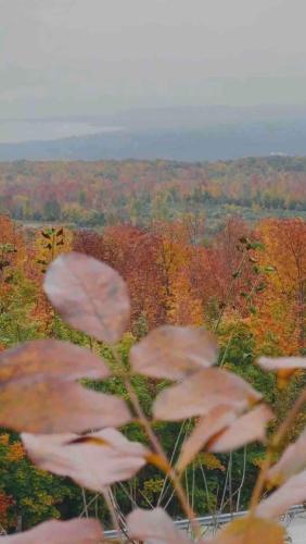 a group of mushrooms on top of a hill with trees at Sunrise and Bayview with SNOW SHOES, WATERCRAFTS , BIKES in Meaford