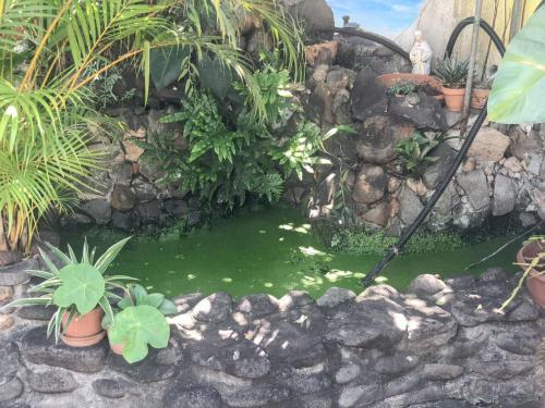 Zahrada ubytování Appartement charmant à Basse-Terre - 25 m² avec jardin