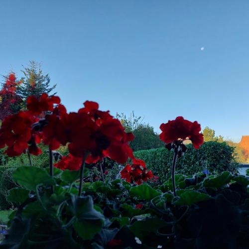 a group of red flowers in a garden at Klosterblick in Bad Doberan