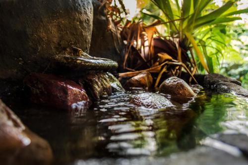 a frog sitting on a rock in a pond at Wildlife Lodge Cahuita in Cahuita