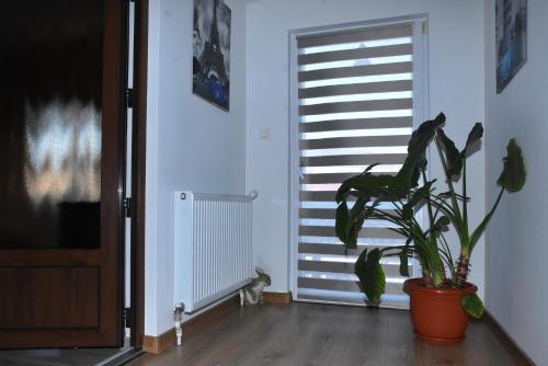 a plant in a room next to a window at Pensiunea Inima Maramureșului in Breb