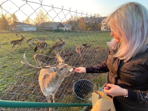 a woman feeding a deer through a fence at Dančí zátiší in Nový Oldřichov