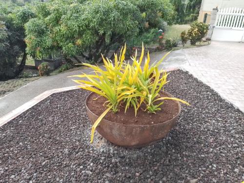 a plant in a pot sitting on the ground at Appartement cosy à La Trinité, 20 m², avec jardinlo in La Trinité