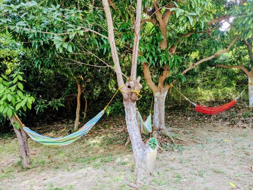 two hammocks tied to trees in a forest at Fajardo Peaceful Place in Playa Sardinera
