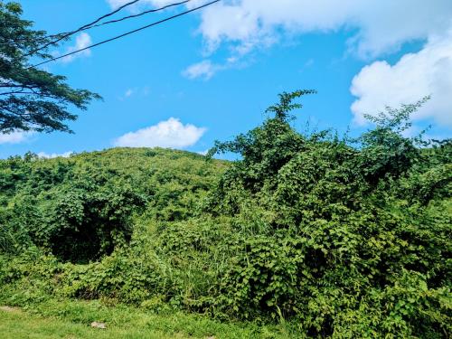 a large bush on a hill with a blue sky at Fajardo Peaceful Place in Playa Sardinera