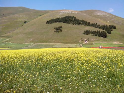 a field of yellow flowers in front of a hill at B&B Nonna Rosa in Norcia