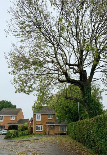a large tree in front of a house at THE ASH TREE - Charming & comfortable apartment in Frome