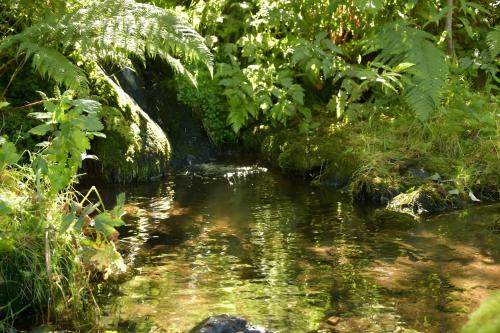 a stream in the middle of a forest with plants at Ferienwohnung am Nettenbach in Bernau im Schwarzwald
