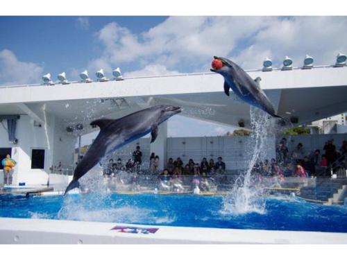 dos delfines saltando en una piscina de agua en The Paradise Garden Sasebo - Vacation STAY 03127v, en Sasebo