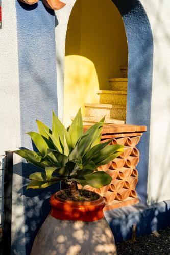 a potted plant in a vase in front of a building at Appartement avec piscine et jacuzzi à 50mètres de la plage et 5min de l'allée des Pins in Argelès-sur-Mer