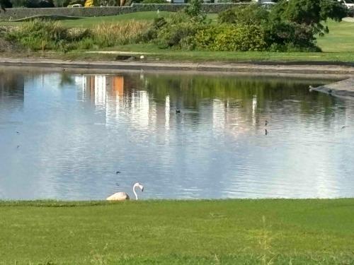 a swan swimming in a pond in a park at Modern appartement bij zee met zwembad op Blue Bay - Tripletree the hill in Sint Michiel