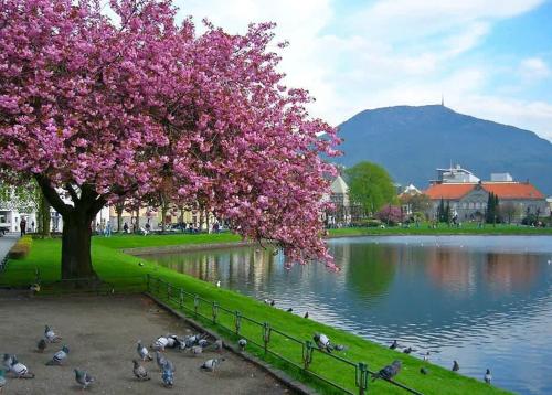 a tree with pink flowers next to a lake with ducks at Beautiful condo near Bryggen Balcony Fireplace in Bergen