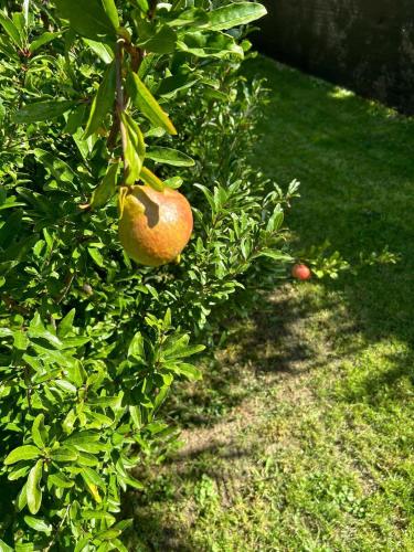 an orange hanging from a tree in the grass at Sun&Fun Vendégház in Balatonakarattya