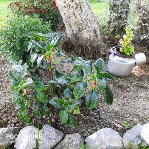 a garden with plants and a pot next to a tree at Harmonija - Jasenica in Valjevo