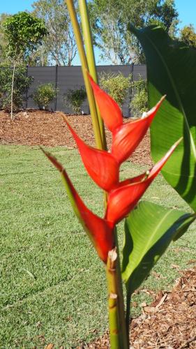 a red flower on a plant in a yard at Magnetic Glamping in Nelly Bay
