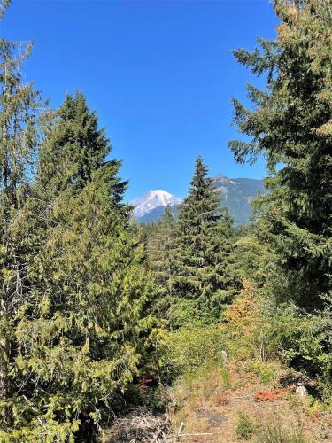 a group of trees with a mountain in the background at Valley View Cabin in Packwood