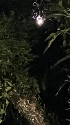a street light at night with a bunch of plants at Recanto da Cachoeira RJ in Magé