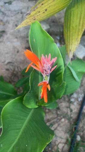 a red flower sitting on top of green leaves at Recanto da Cachoeira RJ in Magé