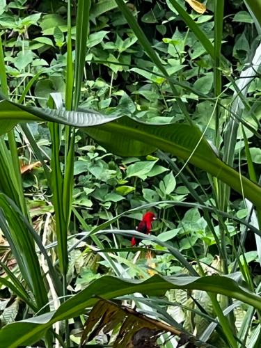 a red bird sitting on top of a green plant at Recanto da Cachoeira RJ in Magé