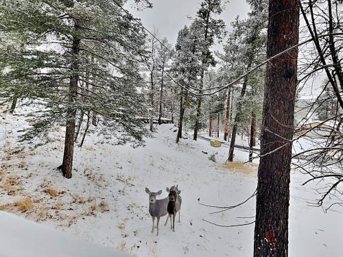 due animali in una foresta innevata di Docs Den a Ruidoso