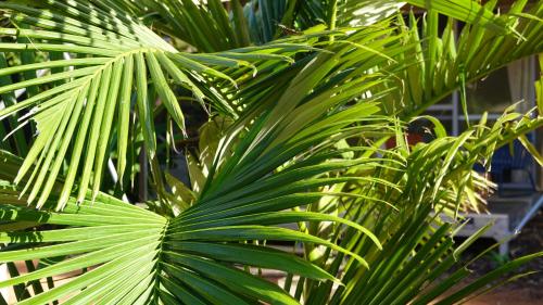 a close up of a green palm tree at Magnetic Glamping in Nelly Bay