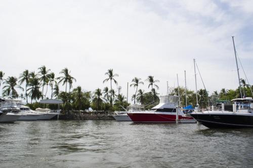 a group of boats docked in a harbor with palm trees at Puerto Azul Hotel in Puntarenas