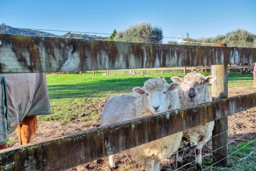 two sheep are standing next to a fence at Nirvana Farm, Clevedon in Clevedon