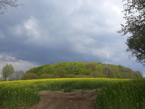 a field of yellow flowers next to a dirt road at Romantic thatched roof house in Schnarup-Thumby