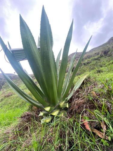 a succulent plant on the side of a hill at The Frailejon Mountain in Sigchos