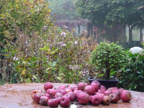 a pile of red apples sitting on a table at Selatuinen in Appelscha