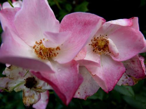 a close up of two pink flowers at Selatuinen in Appelscha