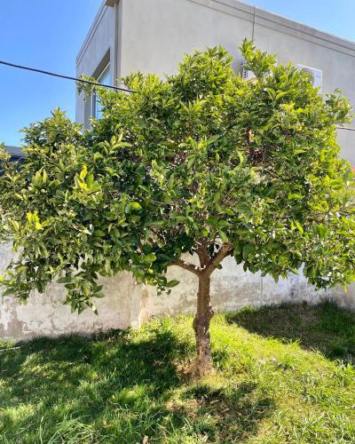a small orange tree in front of a building at The Orange Tree in Tandil