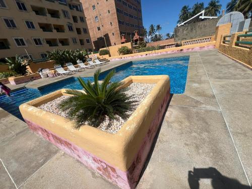 a plant in a planter next to a swimming pool at Manolo IV,playa y relajacion in Tucacas