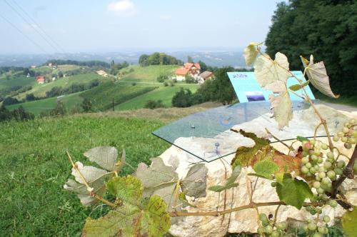 a bunch of grapes on top of a hill at Pension Andrea in Sankt Peter im Sulmtal